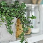 Hechizo de amistad con plantas Hechizo de amistad con plantas
